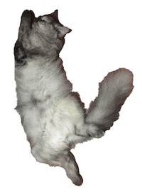 Meow Meow Sleeping Sticker