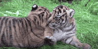 GIF by Mashable