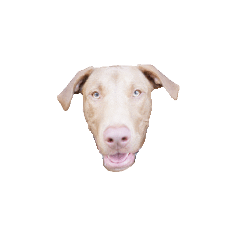 Walkingdogtraining giphyupload giphythatsgonnabeanofrommedawg gameofthrones balanceddog Sticker