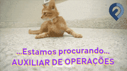 GIF by Fretefy