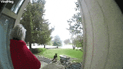German Shepherd Yanks Sister To Ground GIF by ViralHog
