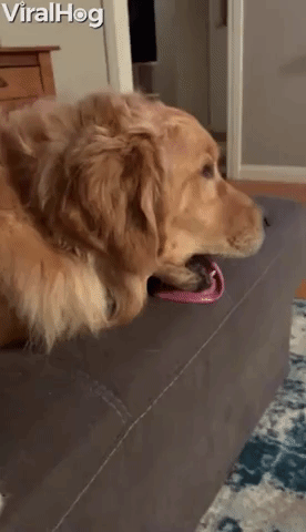 Doggy Likes to Lick Random Things