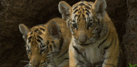 confused baby GIF