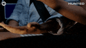 HuntedAU huntedau hunted australia huntedaustralia huntedau22 GIF