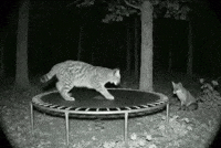 Jumping Wild Life GIF by Respective