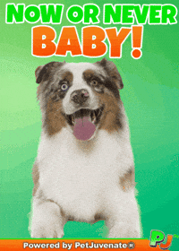 PetJuvenate petjuvenate henlo hooman fren love rescue dogs treatos and woofer for pupper GIF