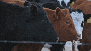 squad farm GIF by CBC