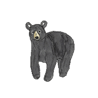 Dancing Bear Dance Sticker by katdrawsit