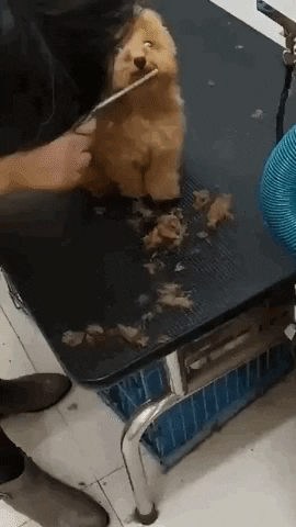 cuteanimalland giphyupload GIF