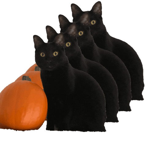 Black Cat Halloween Sticker by Triton_CopyWriting