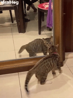 Curious Kitten Discovers Reflection
