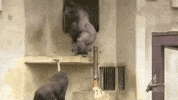 Great Ape Zoo GIF