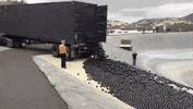 GIF by Supercompressor