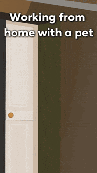 Frustrated Pet GIF