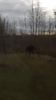 Moose Take Shortcut Through Family's Backyard
