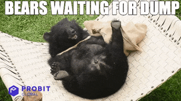Bear Crypto GIF by ProBit Global