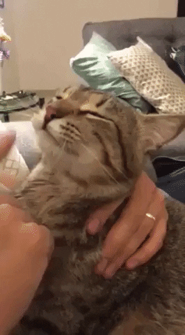 cuteanimalland giphyupload GIF