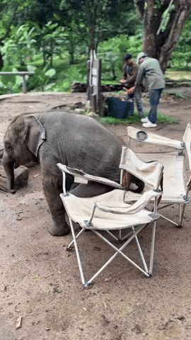 cuteanimalland giphyupload GIF