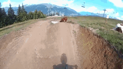 cow jumping GIF