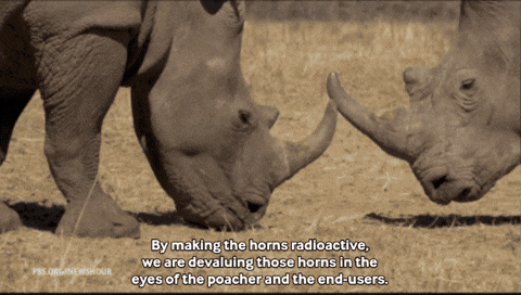Poaching South Africa GIF by PBS News