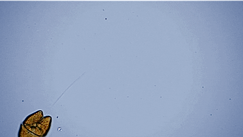 Sea Crab GIF by PBS Digital Studios