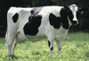 cow GIF