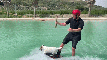 viralhog cute dog viralhog wakeboarding GIF