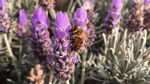 honey lavender GIF