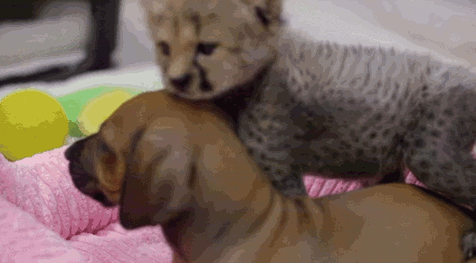 cheetah cub GIF