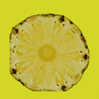 Summer Comida GIF