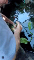Eat Your Greens! Caring Owner Feeds Mushy Peas to His Sick Koi Fish