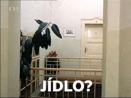 ceska_televize ceskatelevize czechtv uz jidlo GIF