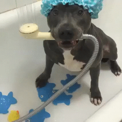 bath pitbull GIF
