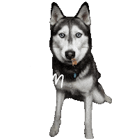 Unimpressedhusky Sticker