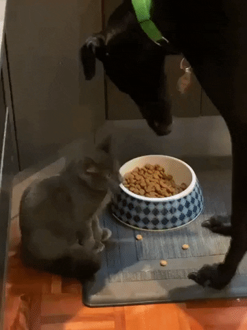 mum_central giphygifmaker kitten greyhound cat eating GIF