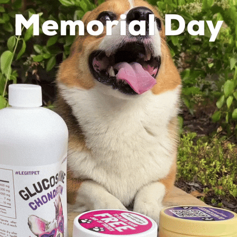Memorial Day Dog GIF
