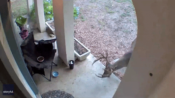 Cat Food Proves Popular With Unexpected Porch Pirate