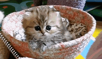 Kitten Basket GIF