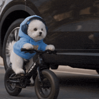 Bichon Frise Dog GIF