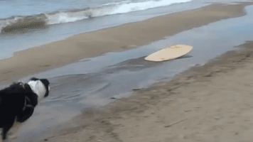 Skillful Collie Tries Out Skimboarding