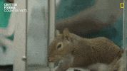 Happy National Geographic GIF by Nat Geo Wild