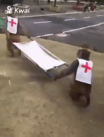 monkey doctor GIF