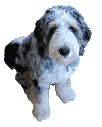 Dog Puppy Sticker