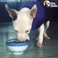 dog eating GIF by The Dodo