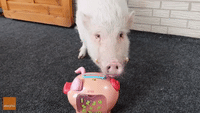 Moritz the Pig Saves His Pennies for a Rainy Day