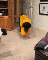 Dog Fail GIF by Respective