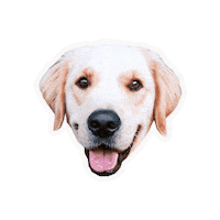 Retriever Smile Sticker by Milagency