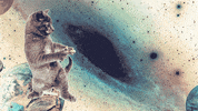 johnbeckers cat space pizza cats GIF