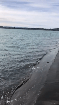 New Zealand Beachgoers' Delight as Killer Whales Swim Close to Shore