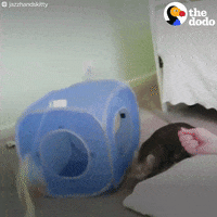 cat kitty GIF by The Dodo